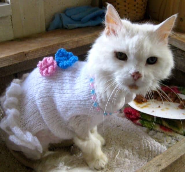 cats - pebbles in dress