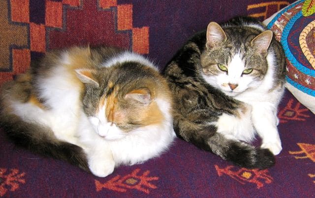 cats - mischa & myrtle 20