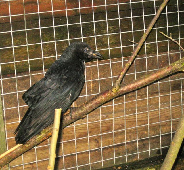 birds - crow pecker 5