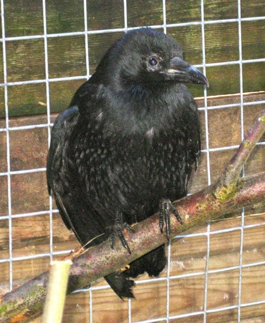 birds - crow pecker 6