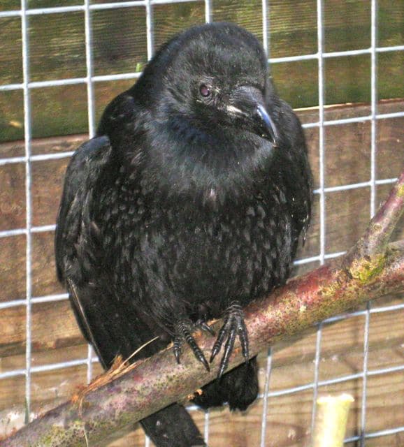 birds - crow pecker 8