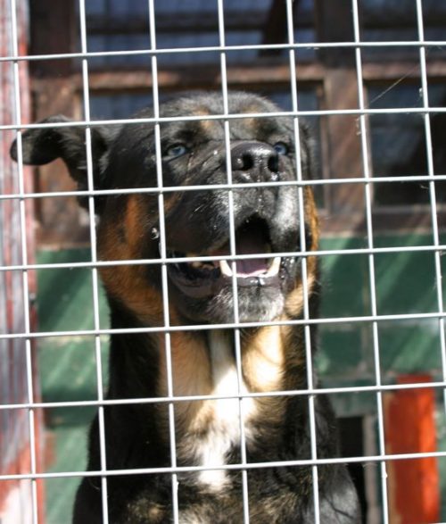 Why do dogs attack babies? Pet Samaritans