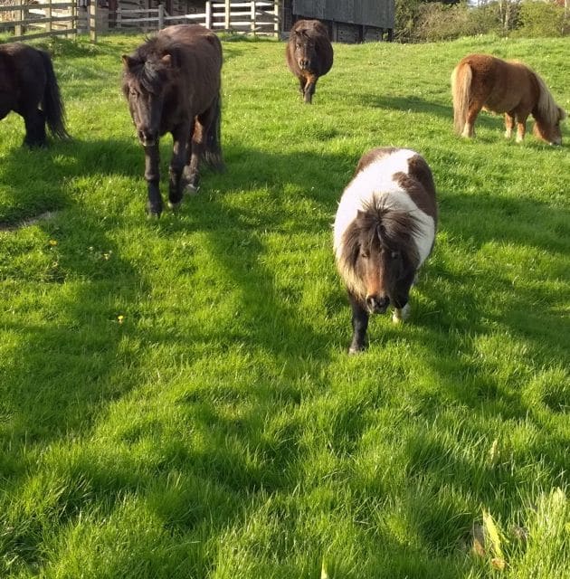 ponies - on new grass