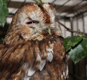 birds - injured owl 7