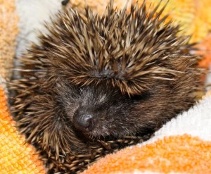 hedgehogs - new babies 2