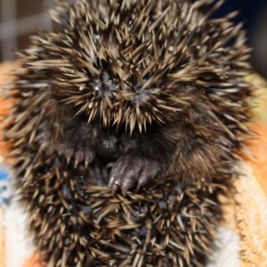 hedgehogs - new babies 3