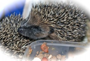 hedgehogs - new babies 4