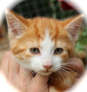 kittens - marmalade 20