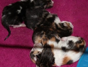 kittens - new borns 10