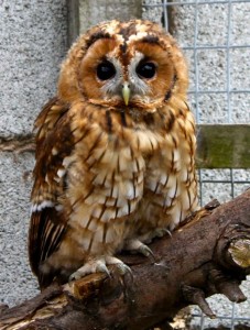 birds - ozzie good to go