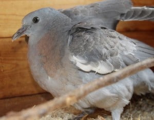 birds - pigeon injured