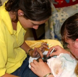 hedgies - hospital 3