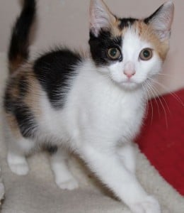 kittens - calico 2