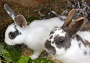 rabbits - mabel & betty 2