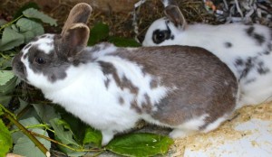 rabbits - mabel & betty 5