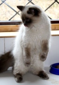 cats - ragamuffins 3