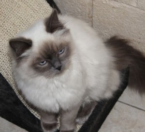 cats - ragamuffins 4