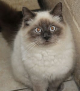 cats - ragamuffins 6