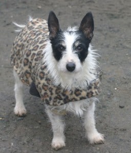 dogs - nolene new coat 2