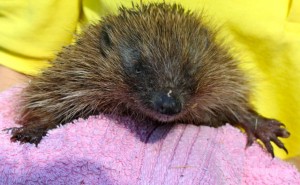 hedgehogs - womble 2