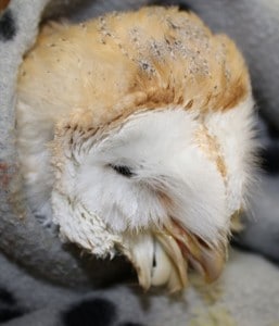 Barn owl - 1