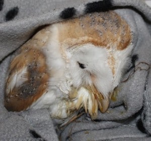 barn owl 2