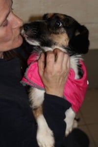 dogs - holly in coat