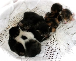 kittens - new born sale day