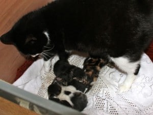 kittens - new borns & mom