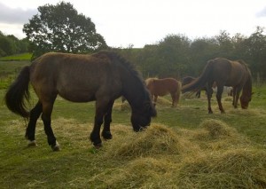 ponies - hay appeal 2