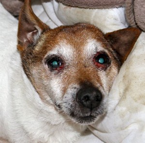 dogs - little billy 2