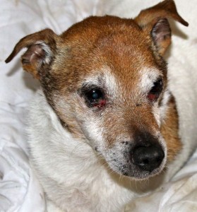 dogs - little billy 3