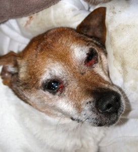 dogs - little billy 4