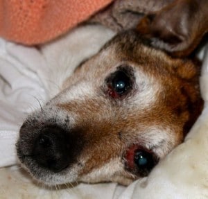 dogs - little billy 5