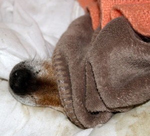 dogs - little billy6