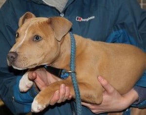 dogs - puppy staff 10