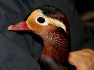 ducks - mandarins 12