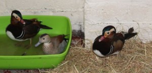 ducks - mandarins 14