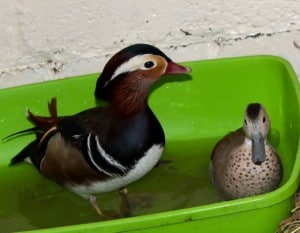 ducks - mandarins 2
