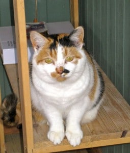 kennels - portacabin