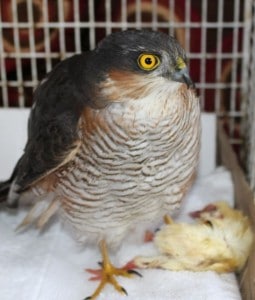 sparrowhawk 1