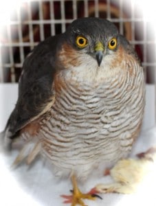 sparrowhawk
