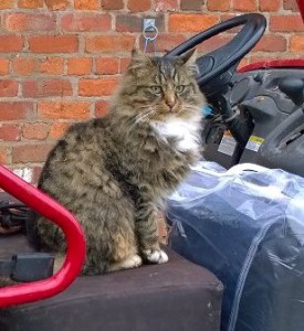 cats - tallulah mule 2