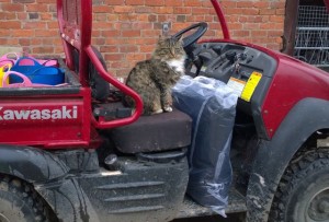 cats - tallulah on mule