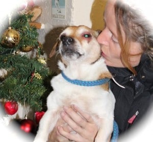 dogs - little billy 11