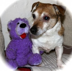 dogs - little billy 20