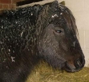 ponies - little dorrit