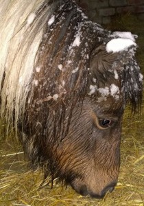 pony - snow bibby