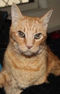 cats - ginger sisters 2