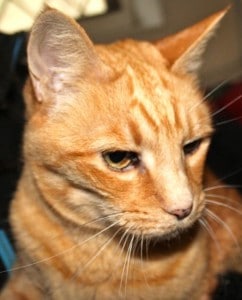 cats - ginger sisters 3